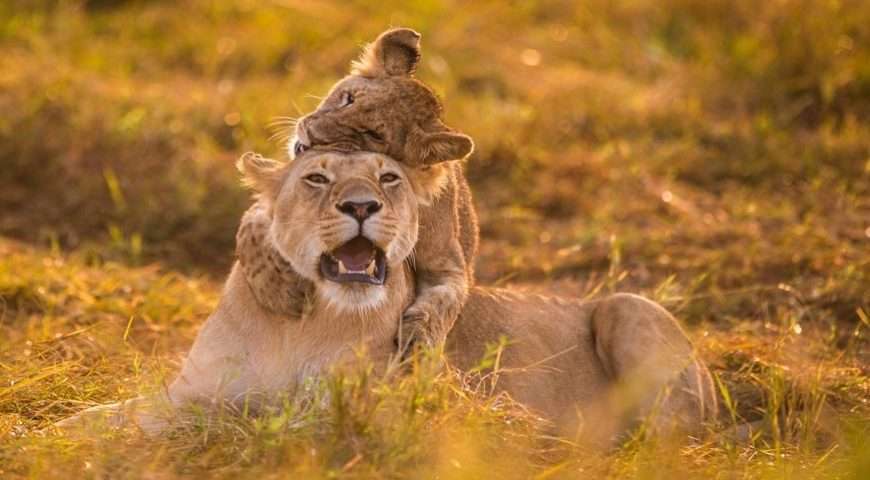 Masai Mara Safari 3 Days