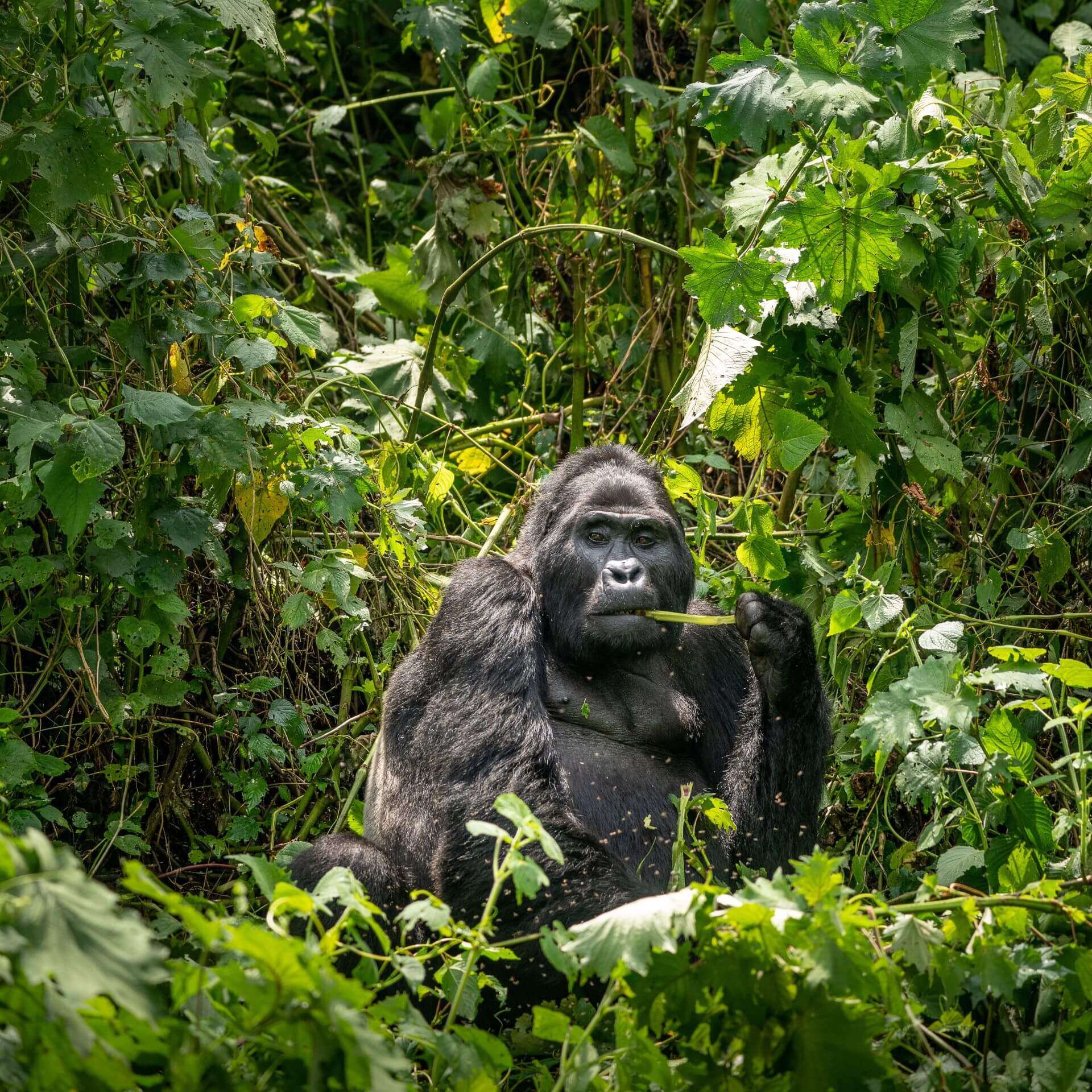 The 10 Uganda National Parks