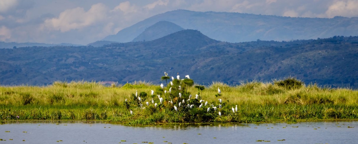 Why Choose Uganda and Rwanda for Safari?