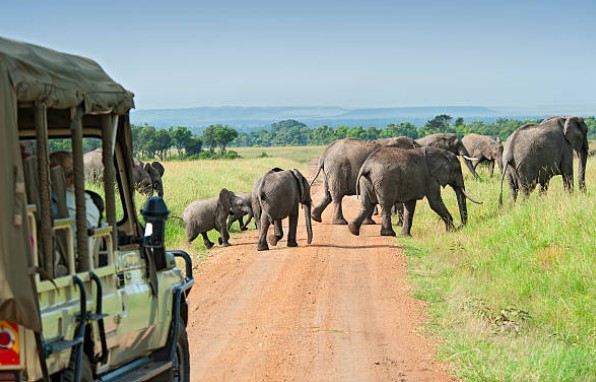 How to Plan an 8-Day Gorilla Safari in Uganda and Visit Tanzania