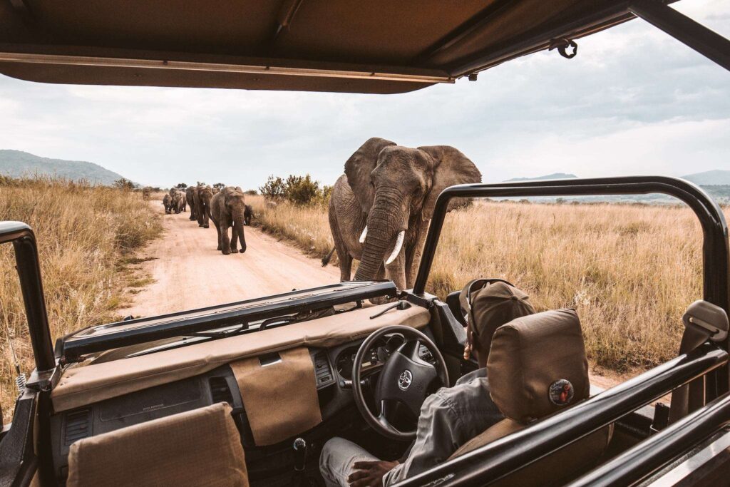 South Africa Redcharlie